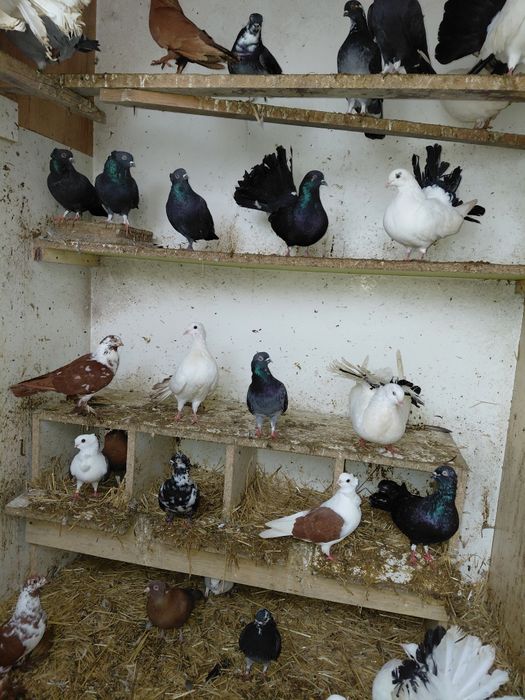 Sprzedam głębie ozdobne