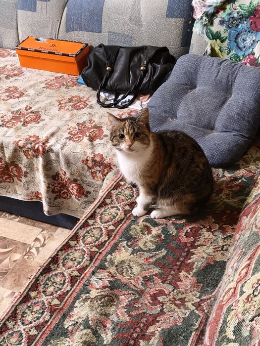 Прекрасная кошечка в хорошие руки