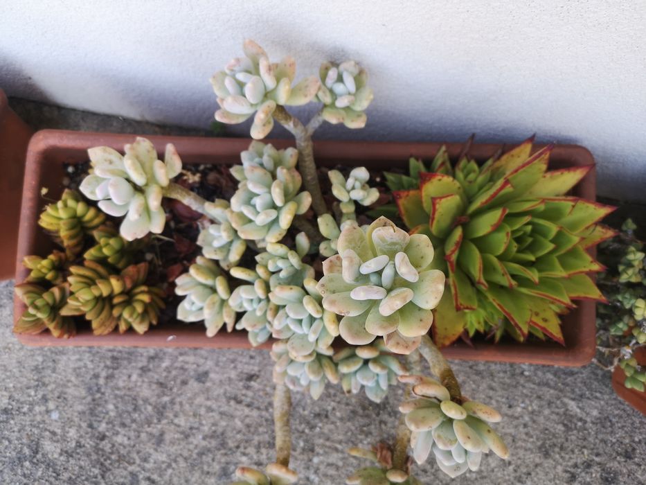 Suculentas em floreira