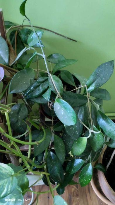 Hoya czteroletnia/małe łapy pająka pół roku/czytaj opis