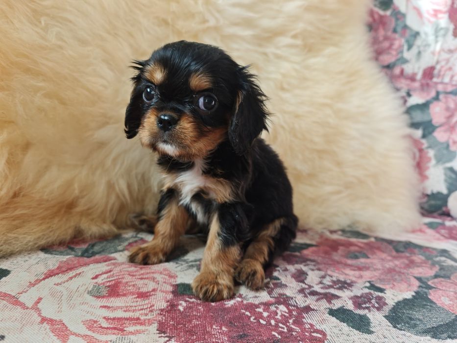Cavalier King Charles Spaniel KOKOS