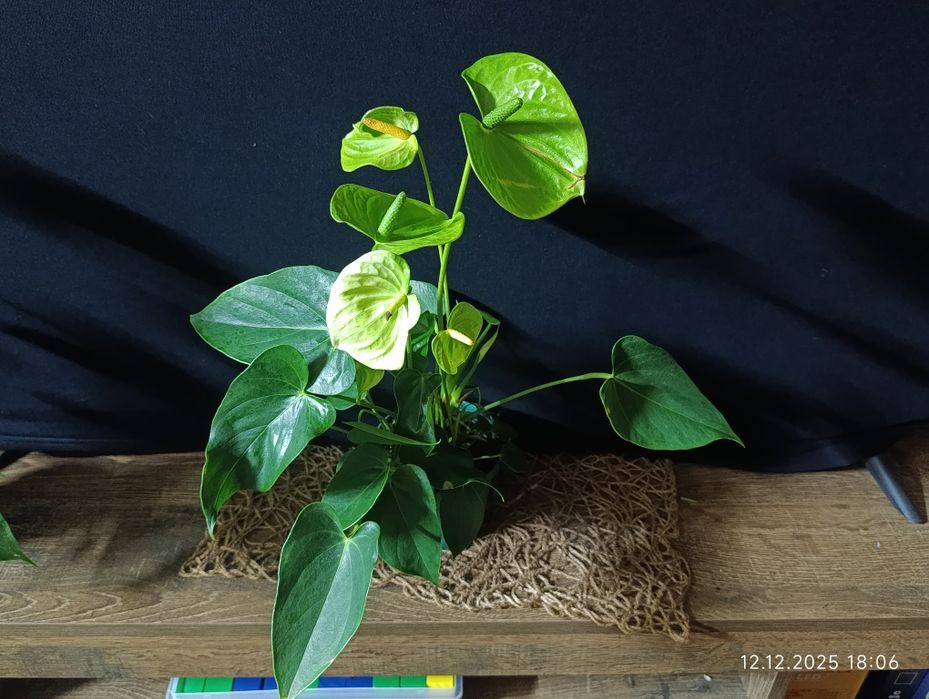 Антуріум ,, Vanilla,,