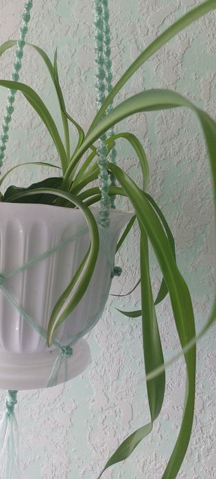 Хлорофітум чубатий