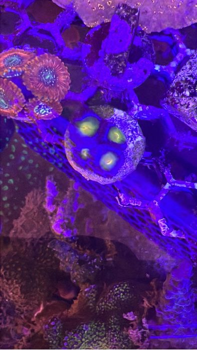 Frags zoanthus e mini colonias