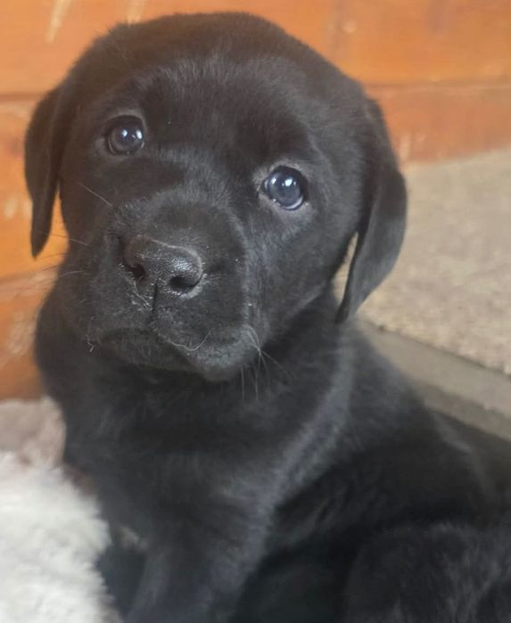 Szczenięta Labrador