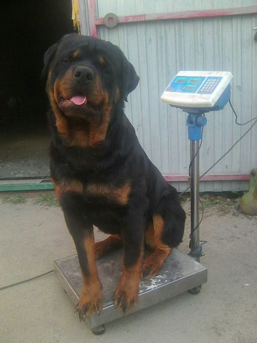 Ротвейлер шукає наречену！