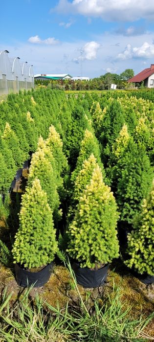 Świerk Biały Conica 30-140 cm poznan wolsztyn konika swierki