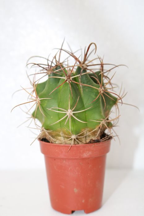 Vendo vários cactos