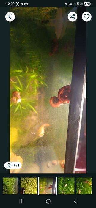 Водоросли для аквариума