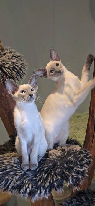 Kotka syjamska orientalna