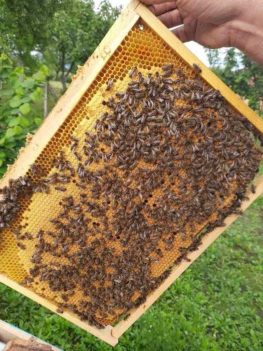 Продам бджолопакети з молодими плідними матками 2025 р.
