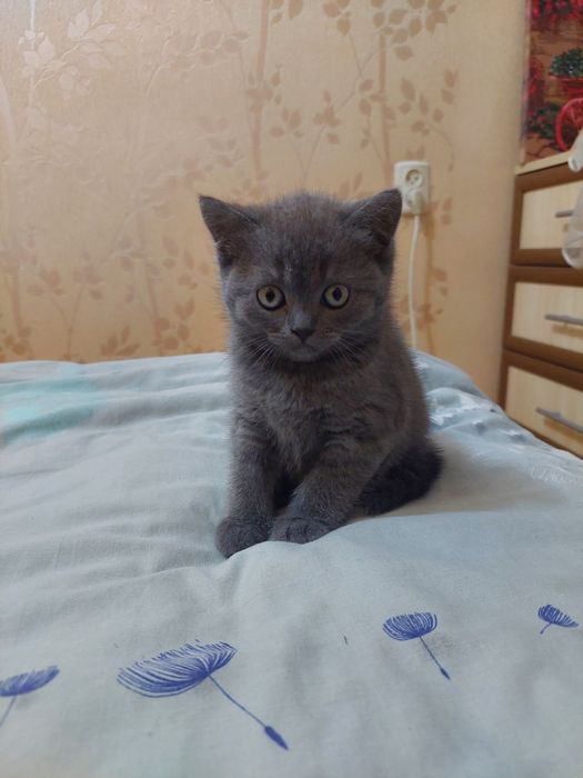 Прямовуха кицюня 3м