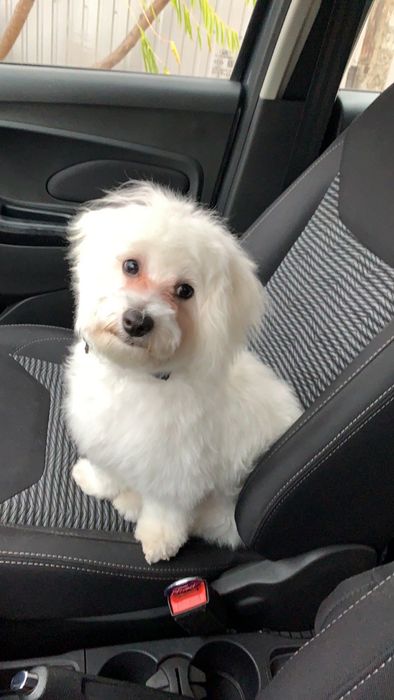 Бішон фризе , хлопчик , для в’язки