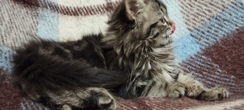 Кошечки Котики Комочки щастья