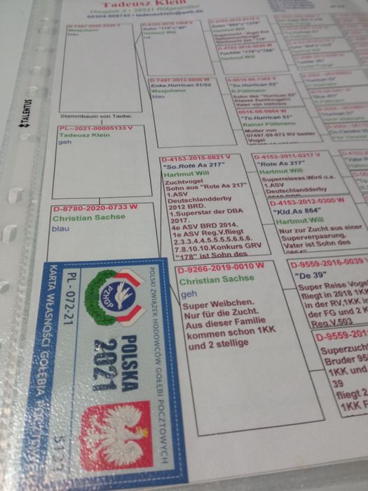 Gołąb pocztowy sprzedam