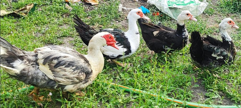 Ovos de pata caseiros