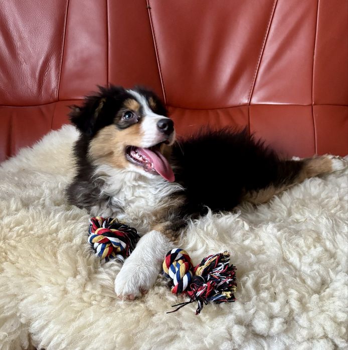 Owczarek australijski-piesek