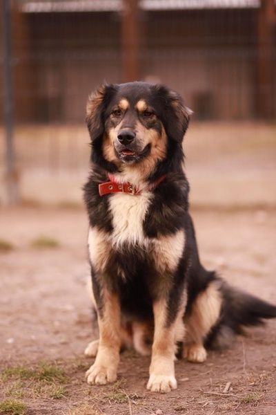 duży kumpel ludzi i psów - poznaj Benka, on czeka na Ciebie