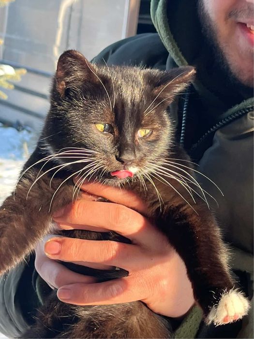 отдам котят в хорошие  руки