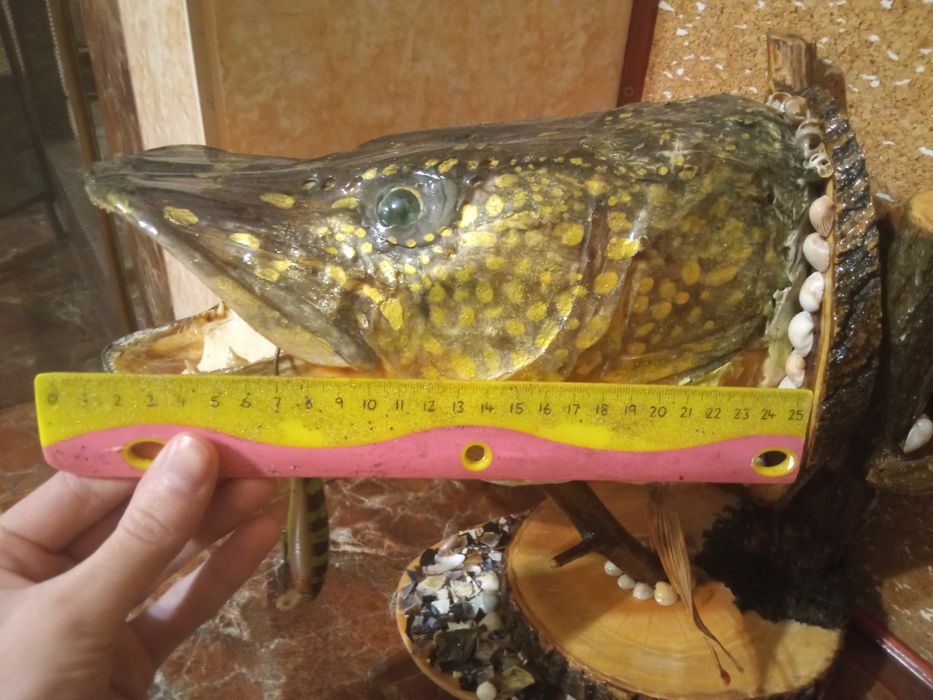 Чучело рыбы "Щука"