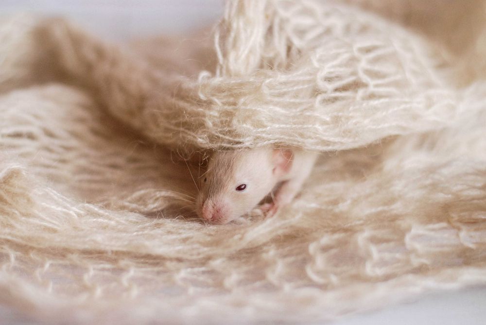 детки крысятки с метрикой и обработкой