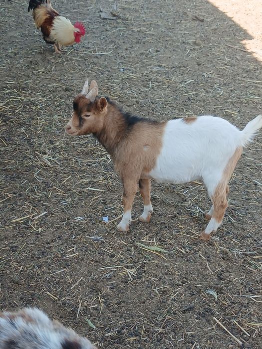 Cabrinhas   anãs