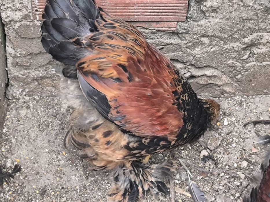 Brahma Prediz Machos jovens