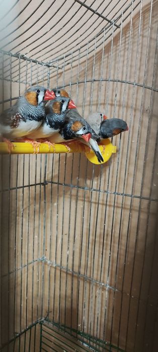 Продам клітку для зебрових амадин