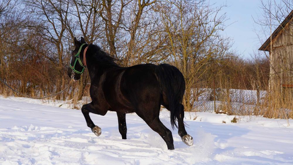 Klacz śląska, 3 lata
