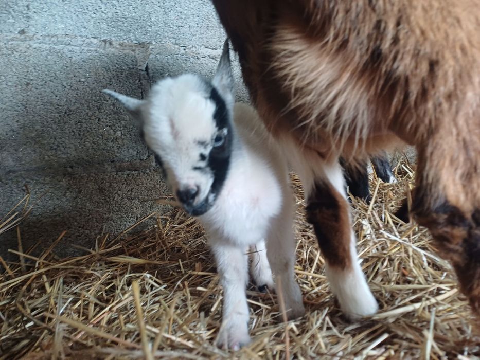 Cabritos "Micro-anões" Legítimos