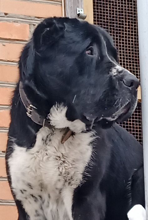 Алабай кобель САО в'язка