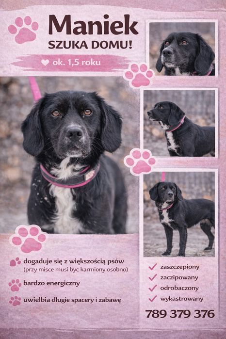 Maniek szuka domu!