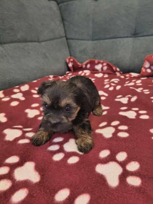 Yorkshire terrier sunia