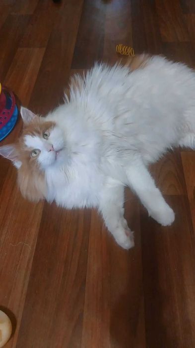 Отдам пушистого рыже-белого кота, кастрирован