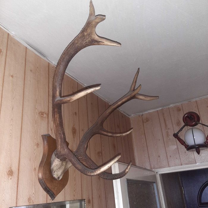 Poroża jelenia i łosia