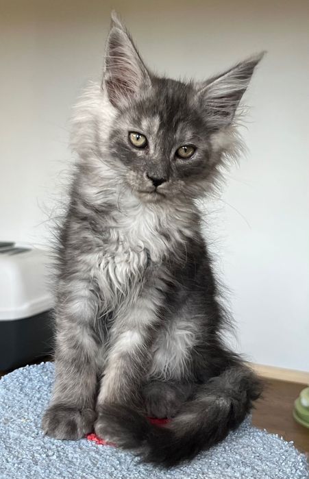 REZERWACJA Magiczny, ekskluzywny kocurek Maine Coon CZARNY DYMNY