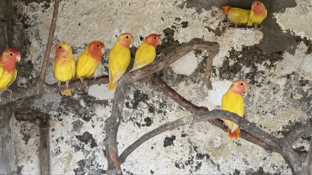 Vende-se roseicollis