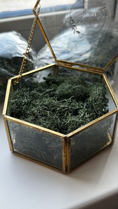 Мох стабілізований