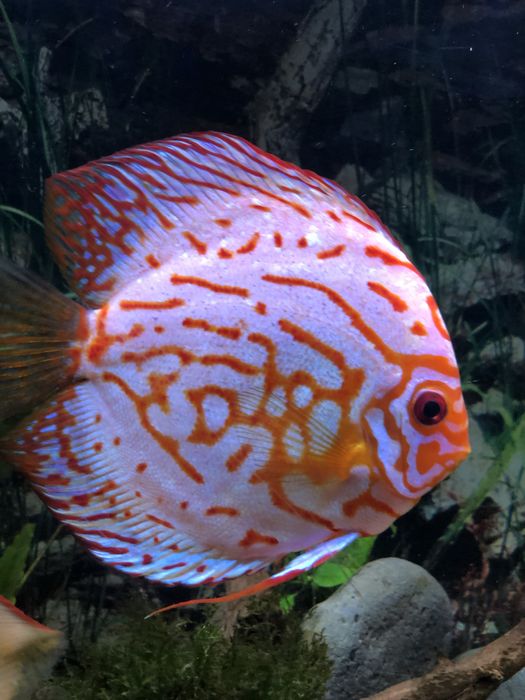 Casal de discus comprovado