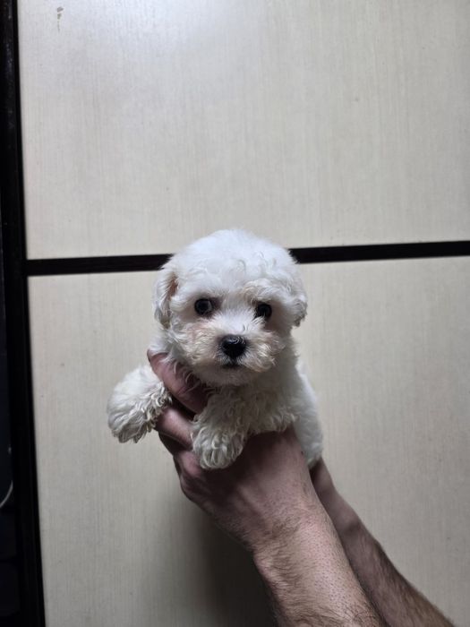 Фризе Бишон щенки