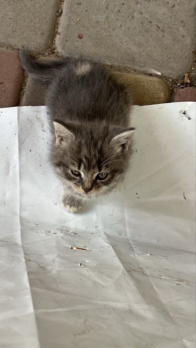 3 котика, віддам в хороші руки. Чорного забрали.