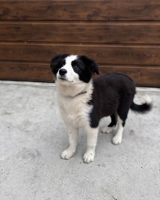 Suczka border collie FCI