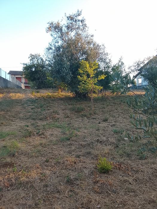 Terreno  Figueira de Lorvao