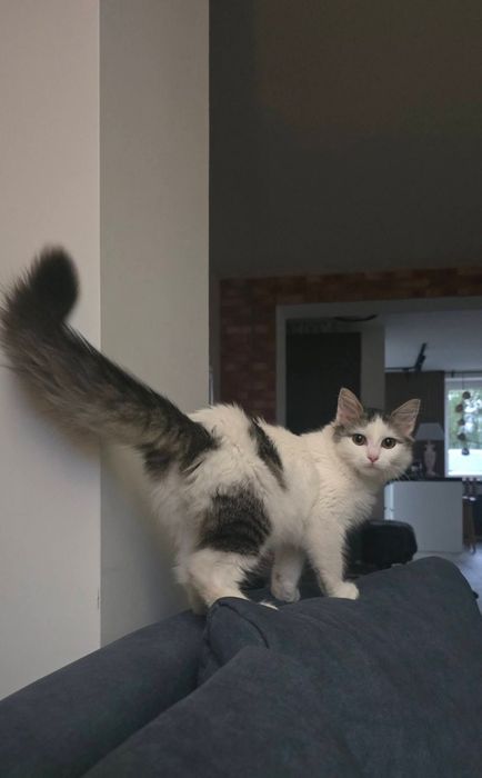 Kotka do adopcji