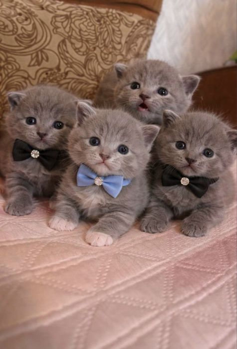 Продам котиків коротко шерсні