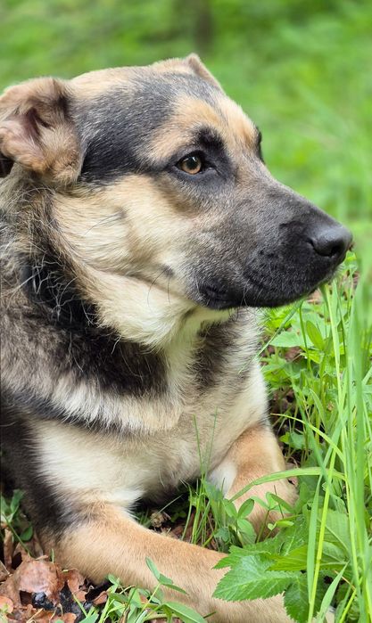 Pozytywny Forest szuka domu  / do adopcji