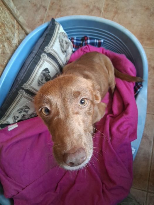 Menina doidona e muito fofa para adopcao 5 estrelas