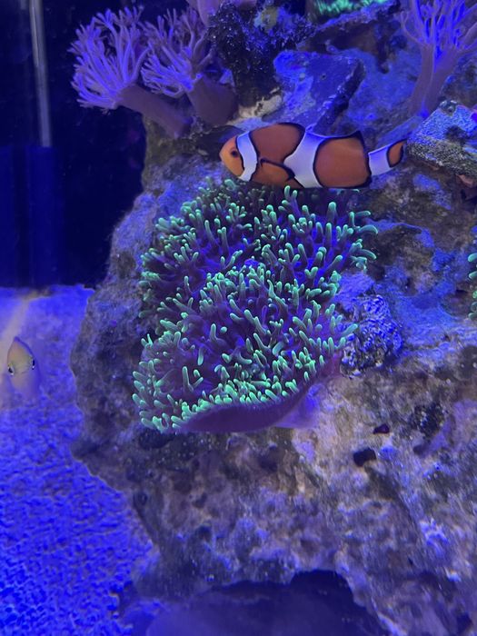 Rhodactis fluo ok 6 cm