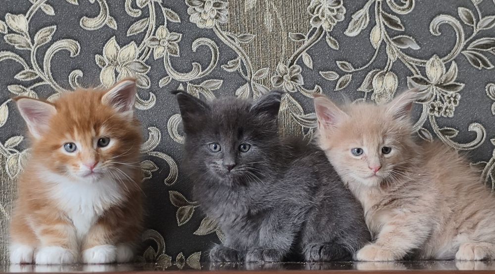 Большой выбор котят