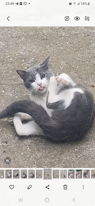 Спасите котика с улицы . Его обижают . Котик бесплатно